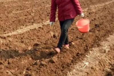 防风的种植条件,在疏松干燥的砂壤土中生长良好