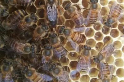 蜂王剪翅膀的坏处,百害而无一利