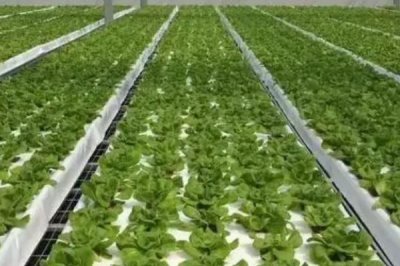 蔬菜的水培方法，可将蔬菜栽种至定植杯中、再镶嵌于浮板各孔上
