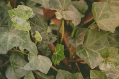 洋常春藤是什么植物,是多年生常绿攀援灌木