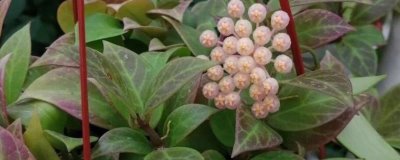 球兰哪个品种好看,品种众多各有特点