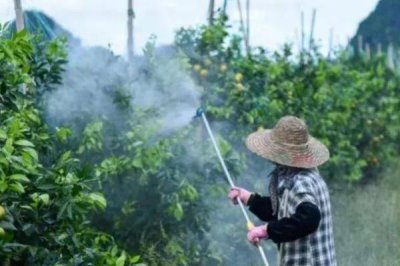 高氯甲维盐的用法用量,可有效防治蔬菜小菜蛾、甜菜夜蛾、烟青虫等