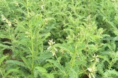 黄芪什么时候开花，每年6-8月开花