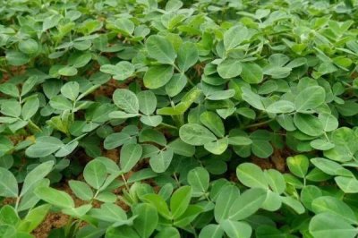 花生虫害类型，蛴螬、棉铃虫、蚜虫等害虫较常见