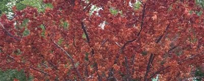 红枫叶枯病的症状,主要为害叶片