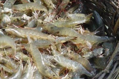 米虾卵多久可以孵化，是虾田里面最小的虾子