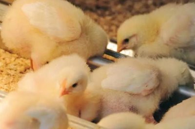 小鸡仔30天能长多大,通常可长到1-2斤左右