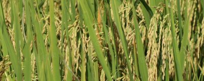 中后期谷子腾伤如何防治,浇水在下午或晚间进行