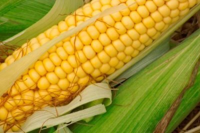 鑫良丰636玉米种子特点，注意防治瘤黑粉病