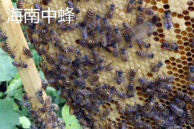 中蜂的品种,群势大小不一