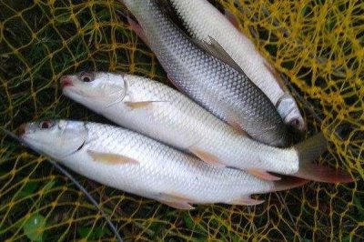 1.0号子线绑几号鱼钩,建议配合5号袖钩