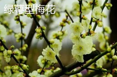 红梅的品种,品种较多各有特点