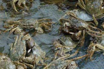 河蟹如何越冬，条件允许的情况下应该要注水2-3次