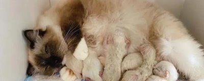 母猫产后一个月的注意事项,饮食、钙质、乳房、卫生等都需要关注