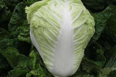 大白菜产品的发展趋势，加工专用品种将成为育种目标之一