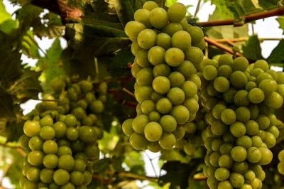 辽宁省锦州市有哪些特色水果,包括北镇葡萄、银白杏、锦州苹果等种类