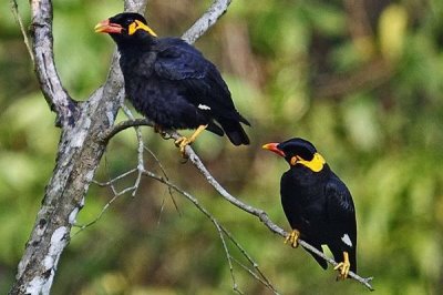 成年鹩哥一天喂多少次食,基本上每天要喂一到两次