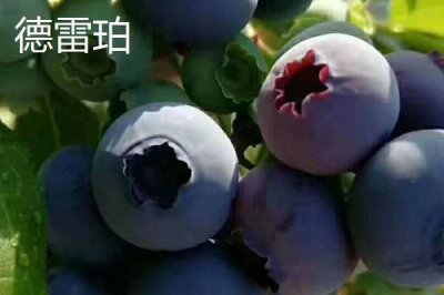 奥尼尔蓝莓的外观特点,颜色暗蓝、果粉较少、肉质较硬
