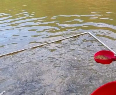 养殖鲤鱼的注意事项,在放养之前要整理好池塘