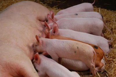 猪的食欲不好如何解决,需根据病因选择治疗方法