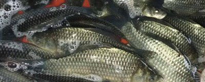 鲫鱼怎么养殖才能长得快，鱼苗长到15厘米以后需补充蛋白质