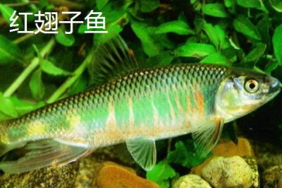 白条鱼和红翅子鱼的区别,白条鱼的体背为青灰色、红翅子鱼背部呈黑灰色