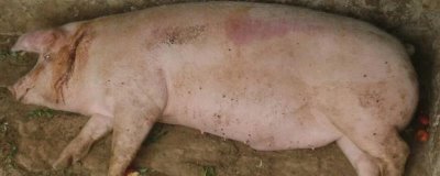 猪不肯吃食怎么办,需找到原因再对症下药