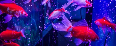 在家怎样养金鱼,合理喂食非常重要