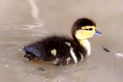 小鸭子几天可以下水，出壳后3-5天可以尝试下水