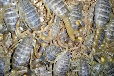 蝎子的养殖方法，合理喂食是成功的关键