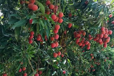 荔枝喜欢阳光吗,荔枝树生长期需要长时间的阳光照射