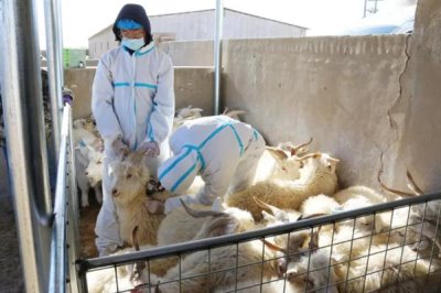 怎样养羊才能长得快,首先要选择生长速度较快的羊品种