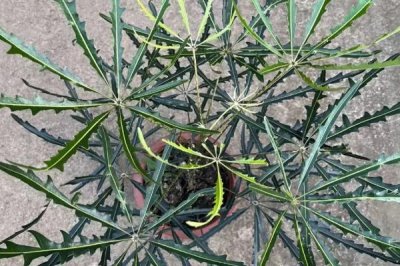 怎么养孔雀木，适宜的生长温度为18-28度