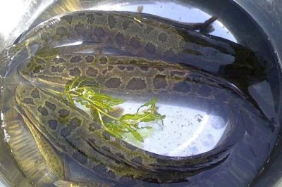 蛇鱼怎么养殖,每隔半个月换一次水