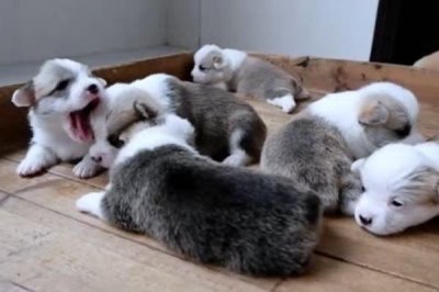 小狗出生几天就会走路,一个月左右的时候便会走路