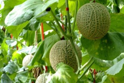 哈密瓜坐果后什么时候成熟,所需时间一般为1-2个月左右