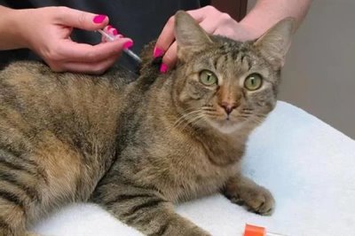 猫咪为什么会患上糖尿病,主要是肥胖、内分泌失调、遗传因素所致