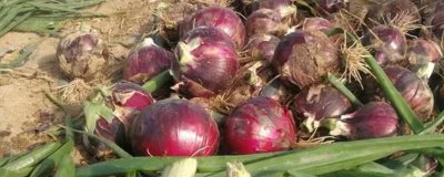 洋葱几月份上市,各地上市时间不同