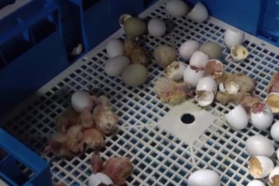 鸽子冬天最多孵化几天,最多可以孵化二十天左右