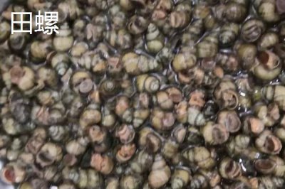 好吃的淡水螺有哪些品种，包括田螺、石螺、青蛳等种类