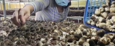 食用菌采收技术要点,通常在七八成熟的时候进行采收