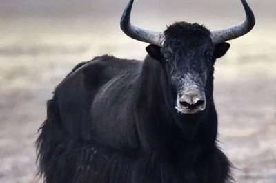 一头牦牛能卖多少钱,可以卖大约1-2万元