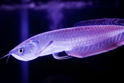 银龙鱼不吃食的原因及解决方法,可能是环境改变或水质过老等