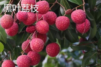 灵山荔枝品种,三月红的成熟时间最早