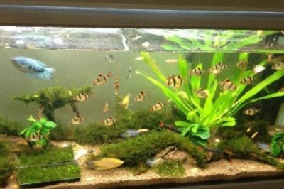 井水能养鱼吗，井水可以养鱼