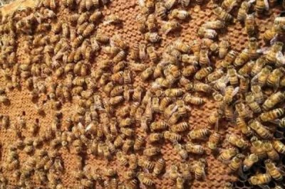 养殖蜜蜂的好处，具有投资小、效益高、管理简单等优点