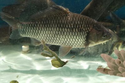 乌龙鲫的产地,该鱼种有“水中黑玫瑰”之称