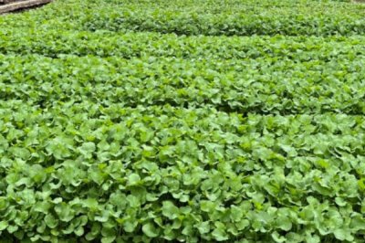 11月份种油菜是否算晚,此时依然可以种植