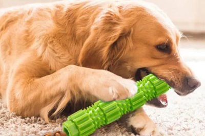 狗狗爱咬东西有哪些原因,可能处在磨牙期