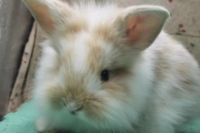 宠物兔的价格,不同的品种其价格有所差异
